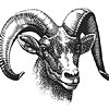 ram.jpg