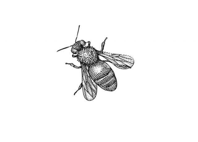 Bee-4