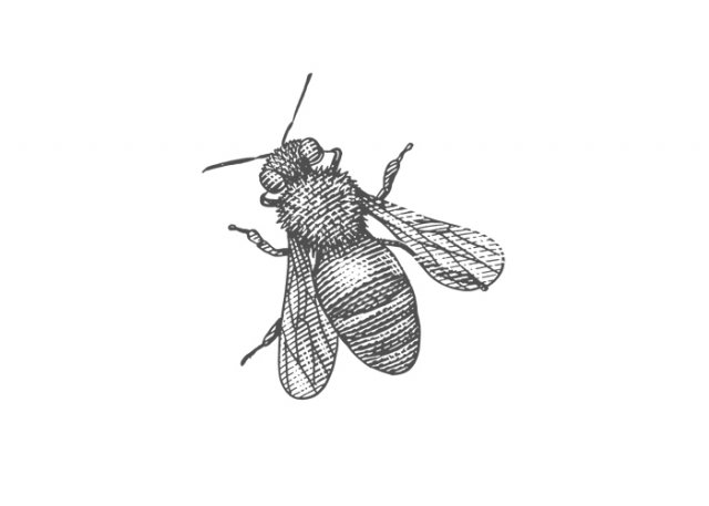 Bee-6