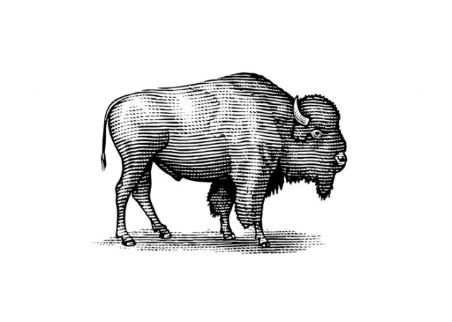Buffalo