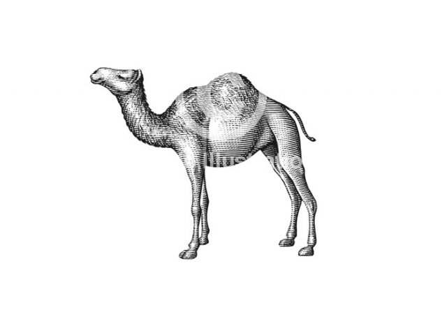 Camel-Art-stock