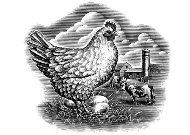 Chicken-and-Farm-1