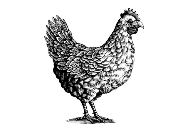 Chicken-art-2