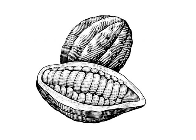 Cocoa-Beans-3