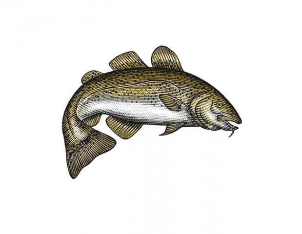 Cod-Fish