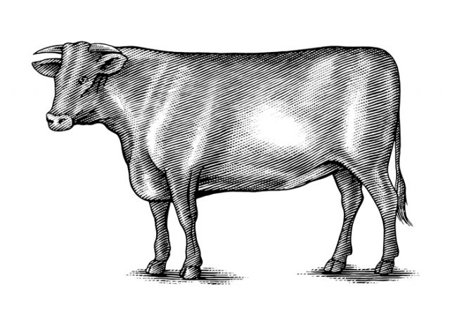 Cow-1