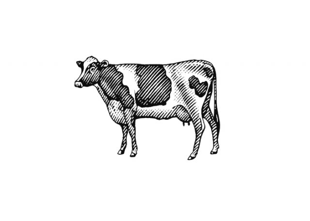 Cow-6