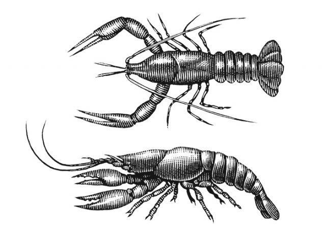 Crayfish