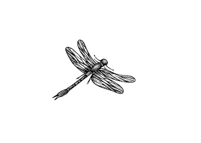 Dragonfly
