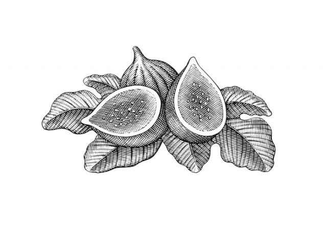 Figs-art-01