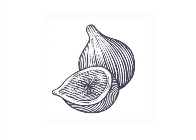 Figs-woodcut