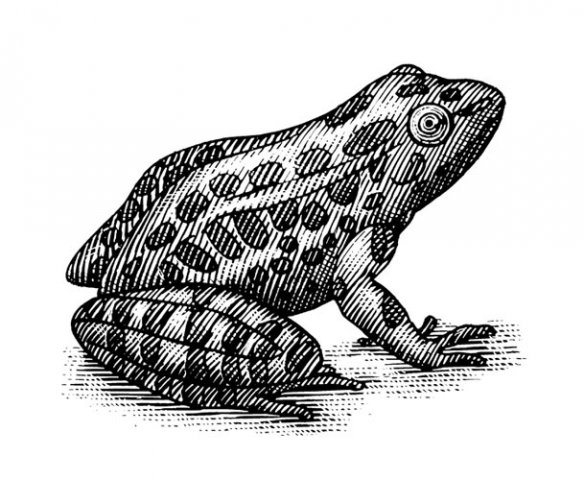 Frog_2