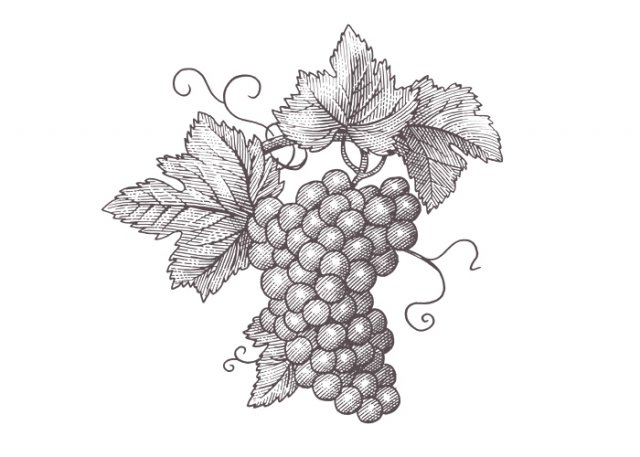 Grape-Cluster-3