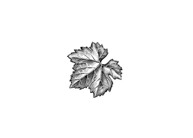 Grape-Leaf-Icon
