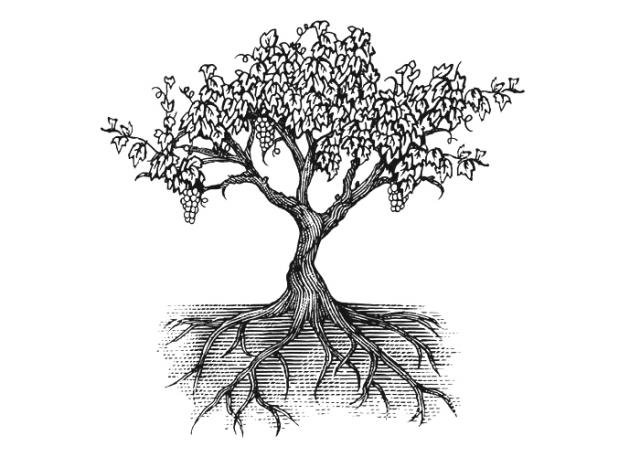 Grapevine-Illustration