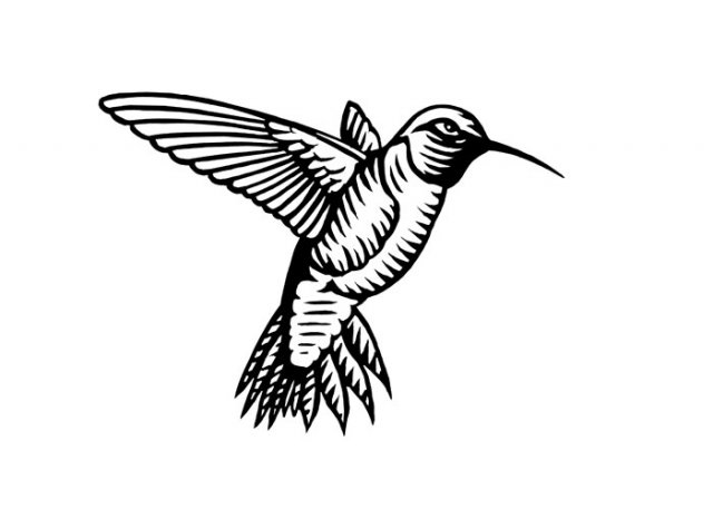 Hummingbird-art