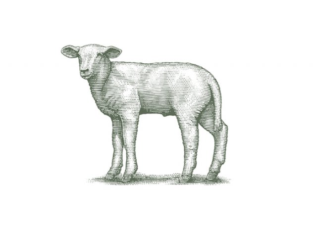 Lamb-2