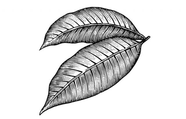 Leaves-art1