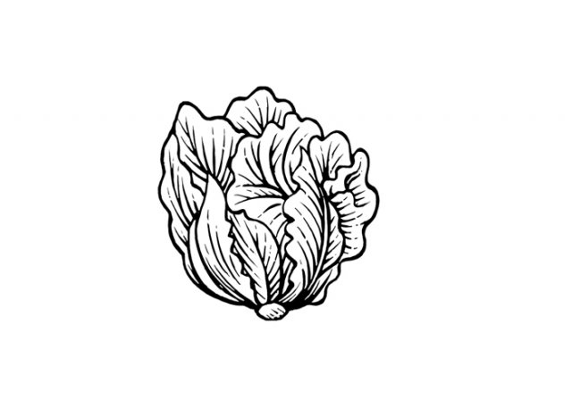 Lettuce-2