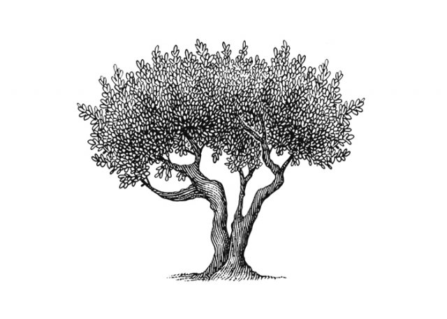 Olive-Tree-copy