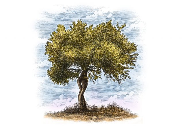 Olive_tree