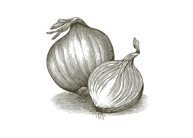 Onions-art