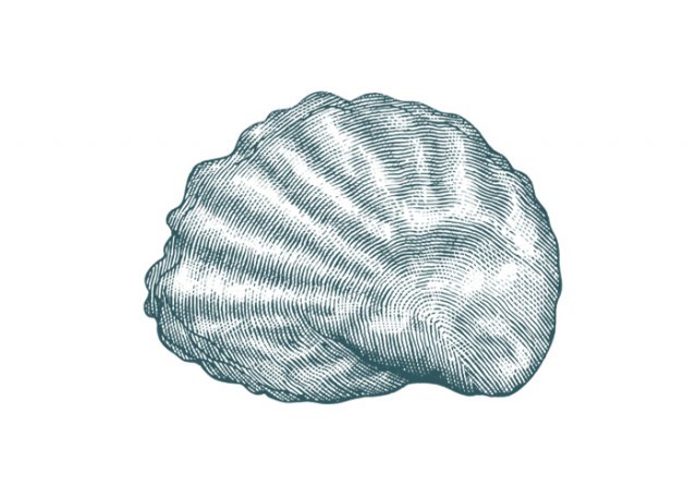 Oyster-shell