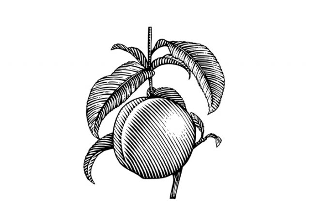 Peach-art-1