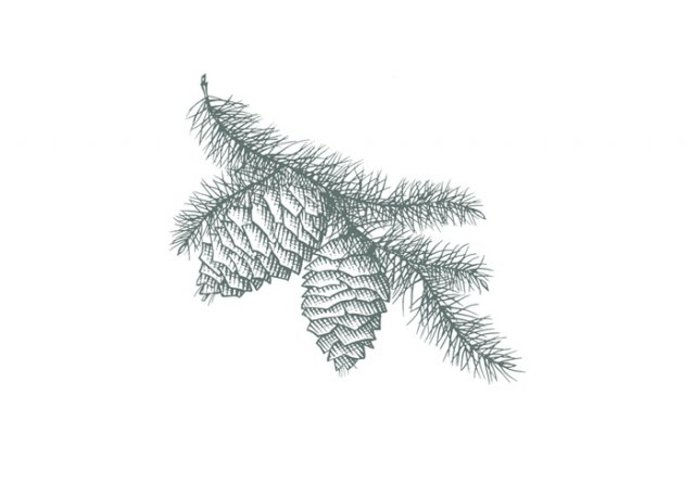 Pine-Cone-Woodcut