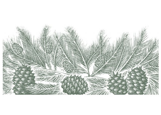 Pine-Cones-2-2