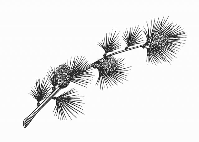 Pine_Branch-1