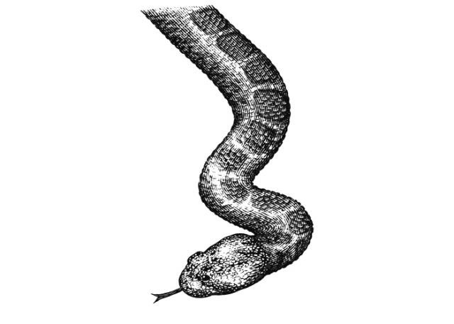 Rattlesnake-Art