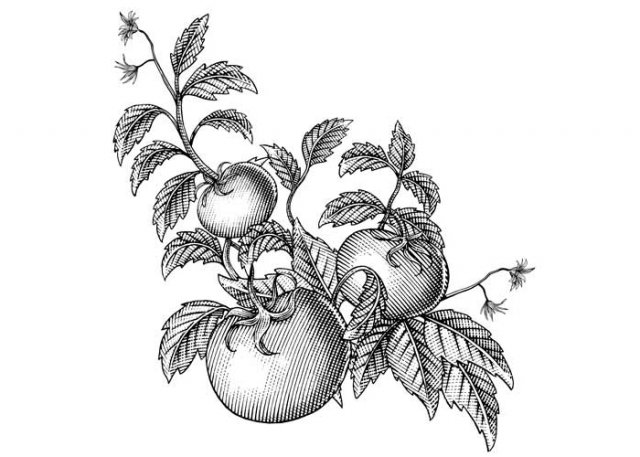 Rev-Tomato-vine-final-art-1