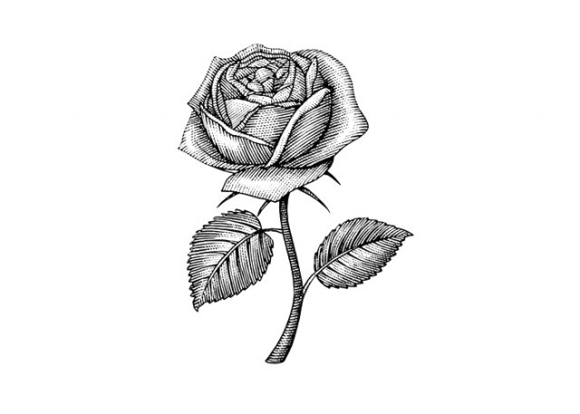Rose-1