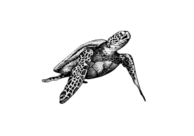 Sea-Turtle