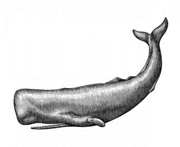 Sperm-Whale-art-2