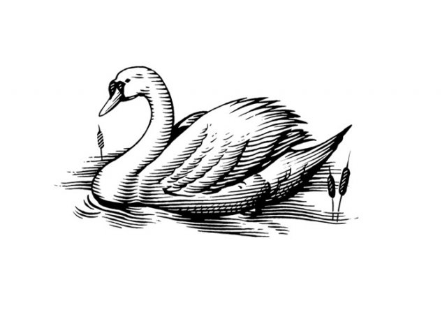 Swan-art-2