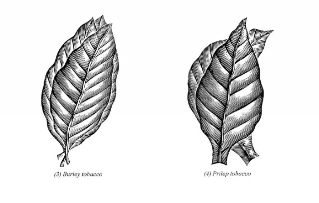 Tobacco-leaves-2