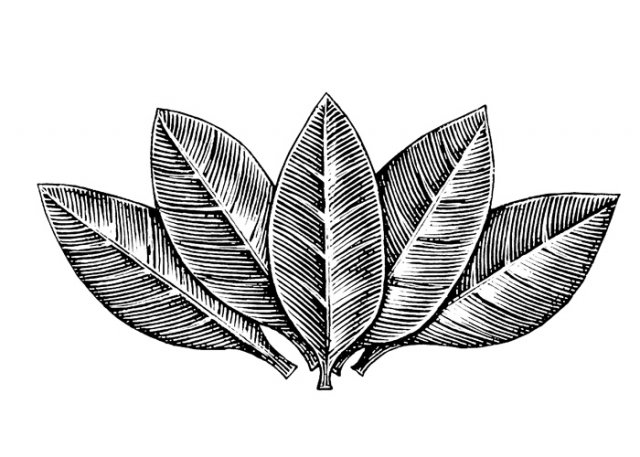 Tobacco-leaves-3