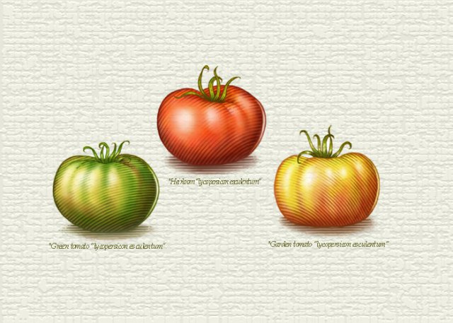 Tomato-Varieties