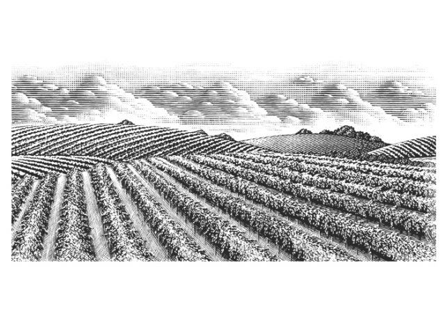 Vineyards-Stock-3