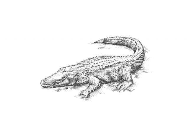 alligator
