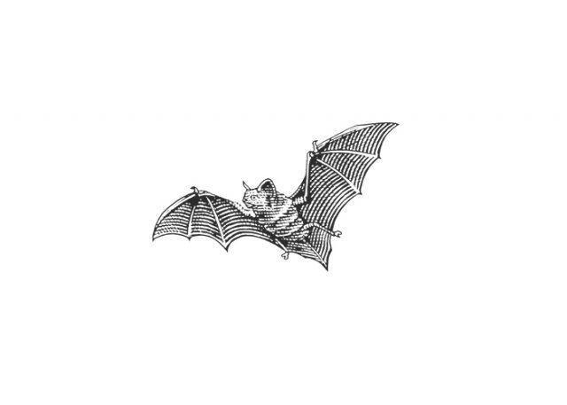 bat