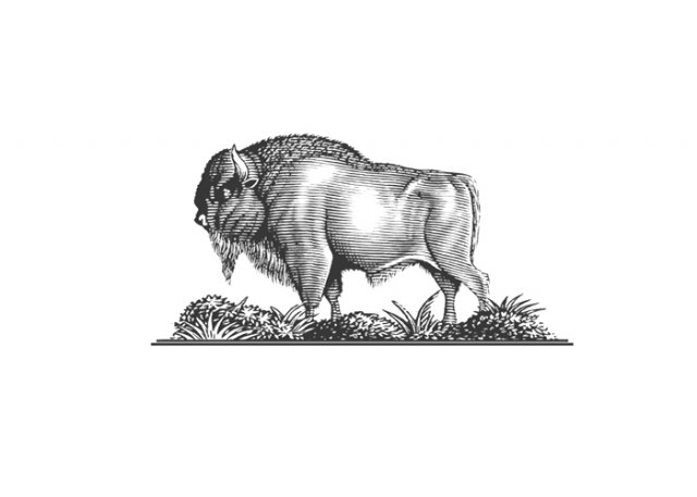 bison