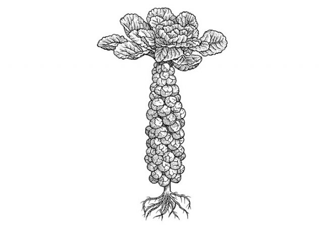brussel-sprouts-art