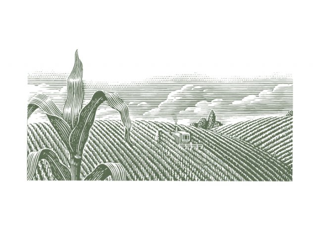 cornfield