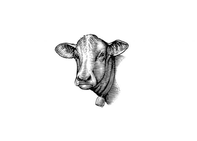 cow-4