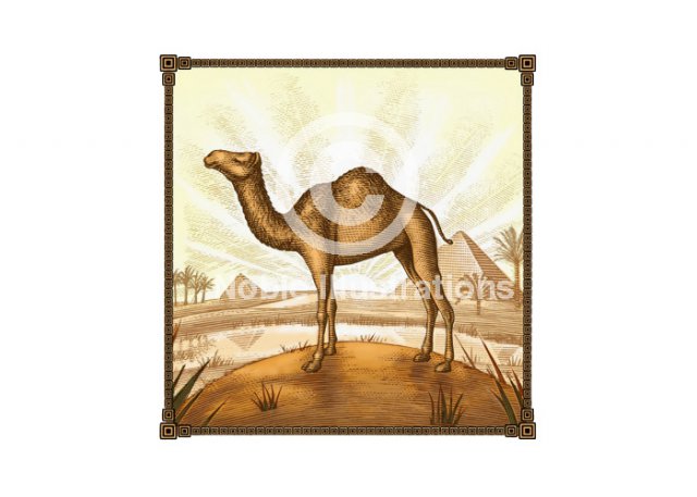 desert-camel