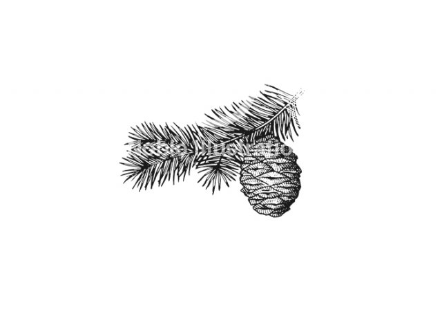 douglas-fir-branch-art