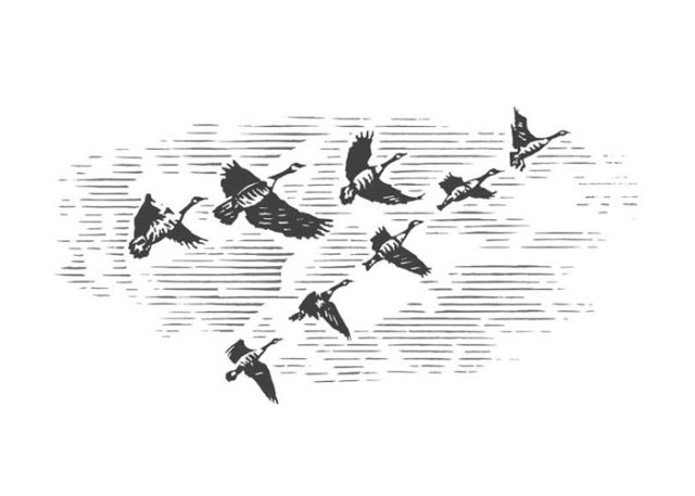 flock-of-geese